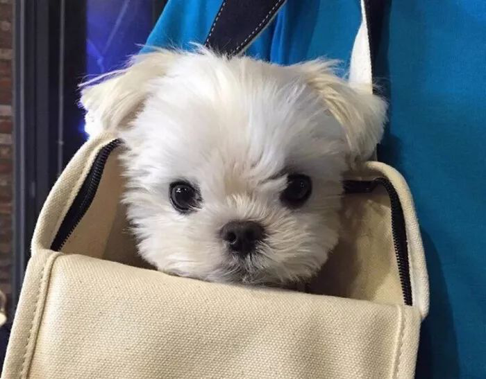 愛從懂開始，犬絕育篇