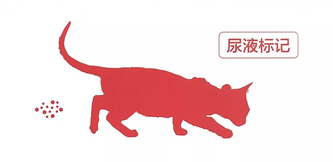您愿意無視貓咪長期發(fā)情的痛苦和風(fēng)險嗎？