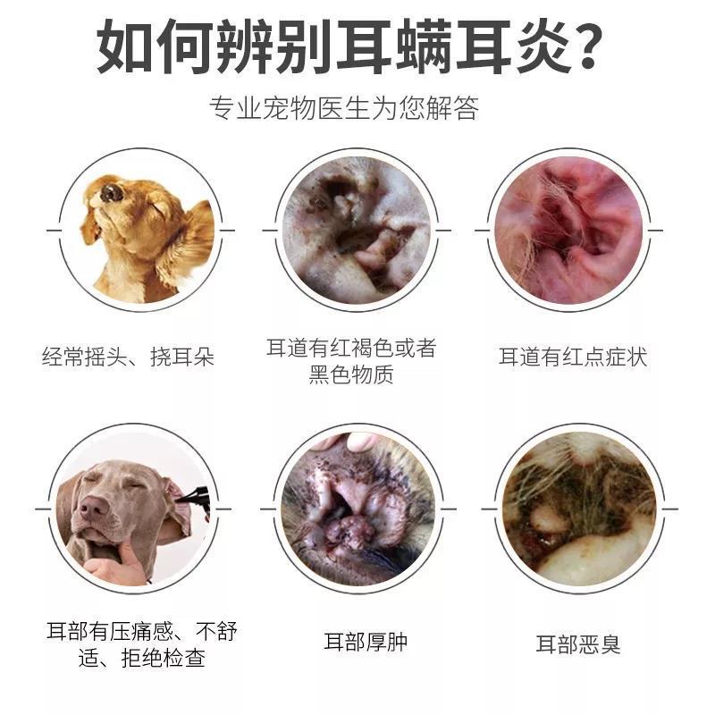 狗狗耳朵有異味，發(fā)臭怎么辦？