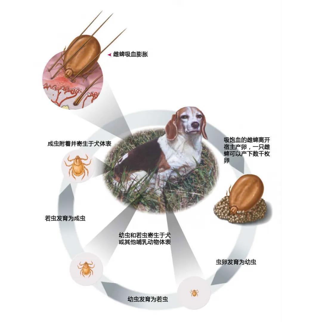蜱蟲到底有多可怕？鏟屎官，應(yīng)該知道這些！