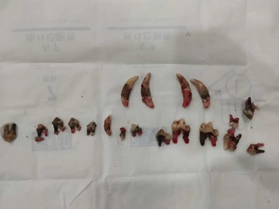 你的寵愛(ài),會(huì)讓狗狗長(zhǎng)一口爛牙