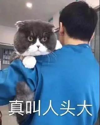 新手養(yǎng)貓，疫苗篇