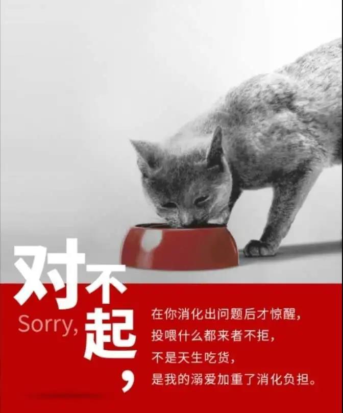 你的寵物體檢了嗎？這個(gè)免費(fèi)體檢套餐你值得擁有!