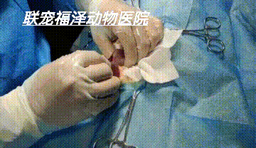 圖片8