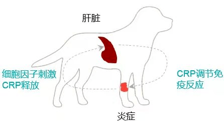 犬crp是個(gè)什么樣的存在。