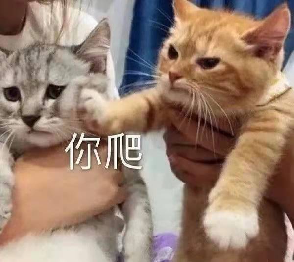 現(xiàn)在都允許三胎了，咱養(yǎng)個二胎不算過分吧！