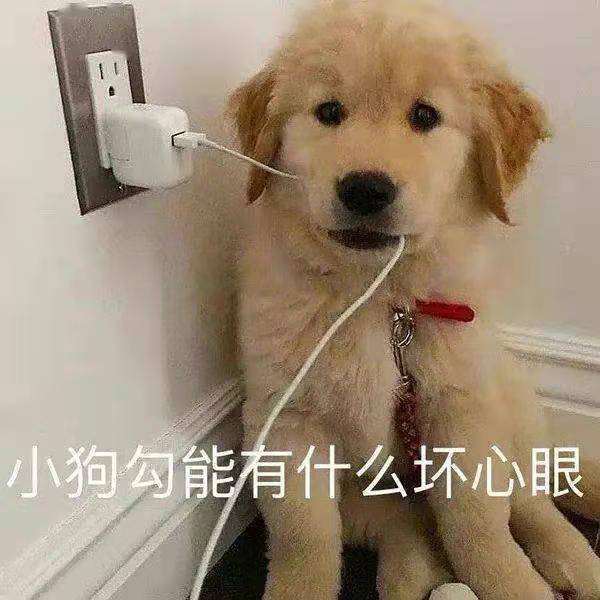 一個有味道的問題：狗狗的肛門腺到底擠不擠？