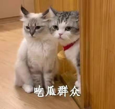 貓咪的耳朵會說話！不來了解了解嗎？