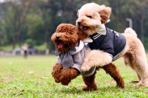 犬胰腺炎